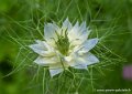 nigelle-de-damas-g92_1933