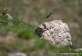 oiseau-g93_8154