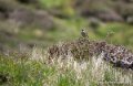 oiseau-g93_8169