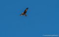 pays-basque-g91_1569
