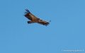 pays-basque-g91_1573