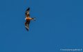 pays-basque-g91_1581