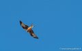 pays-basque-g91_1582