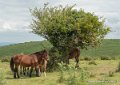 pays-basque-g92_2200