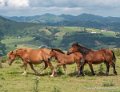 pays-basque-g92_2203