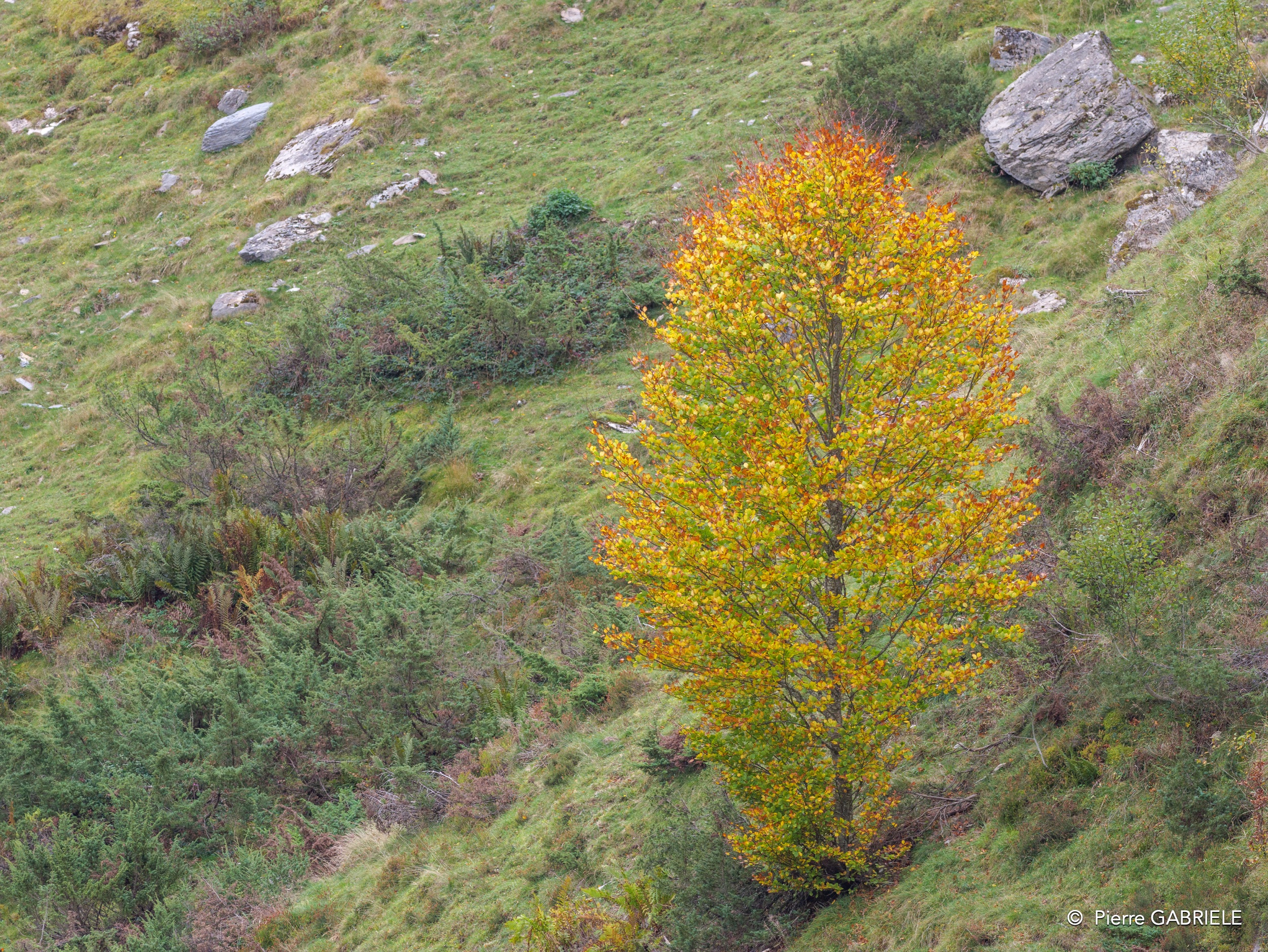 aubisque-gh6_4434.jpg