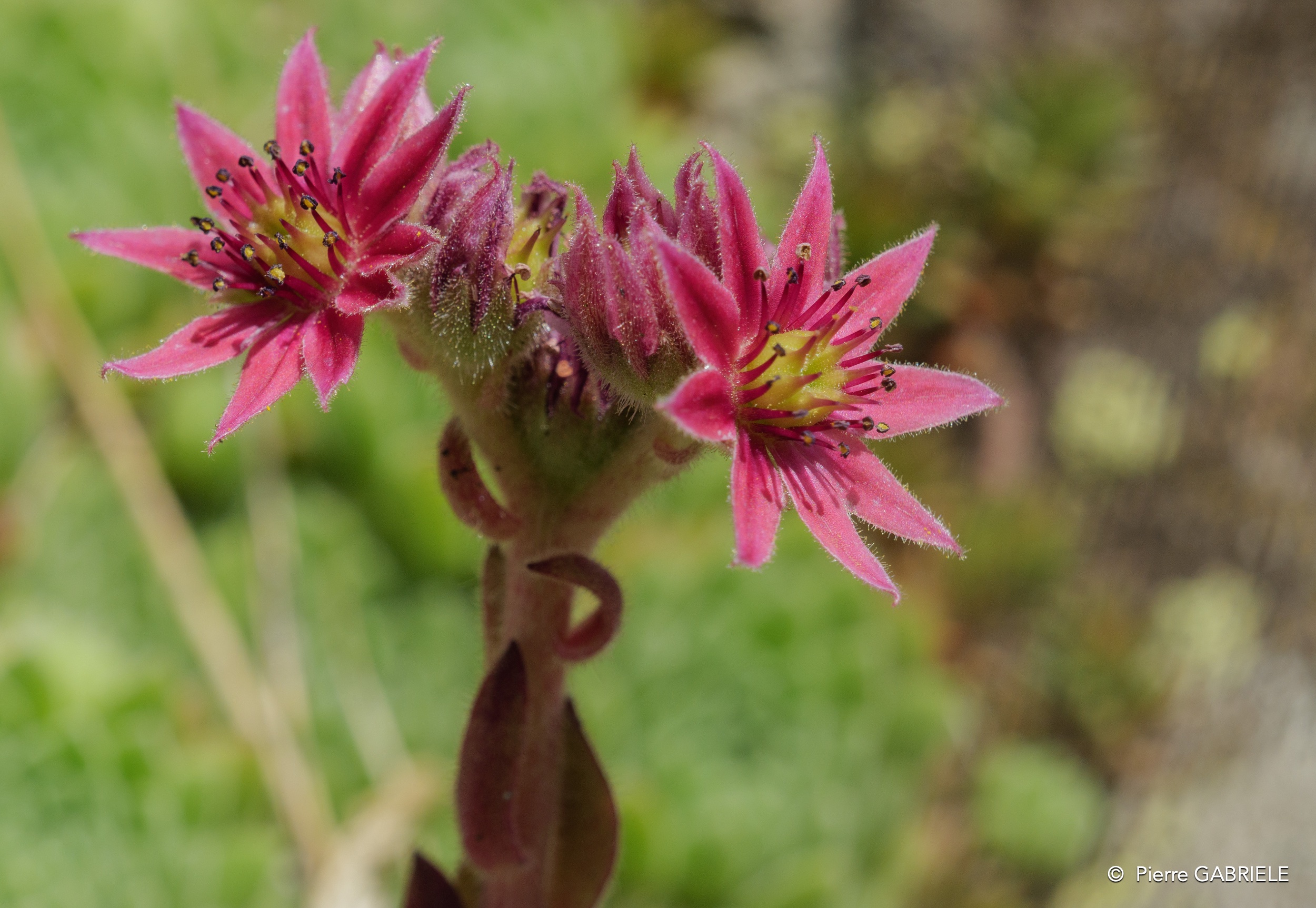 joubarbe-gh6_3632.jpg