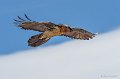 gypaete-g91_1754