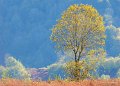 lescun-gh6_4465