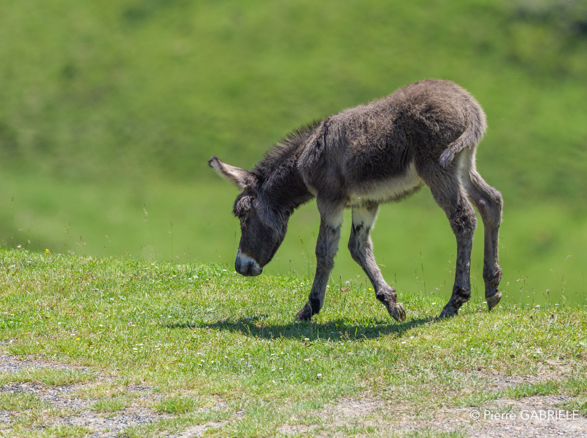 ane-gh7_2097.jpg