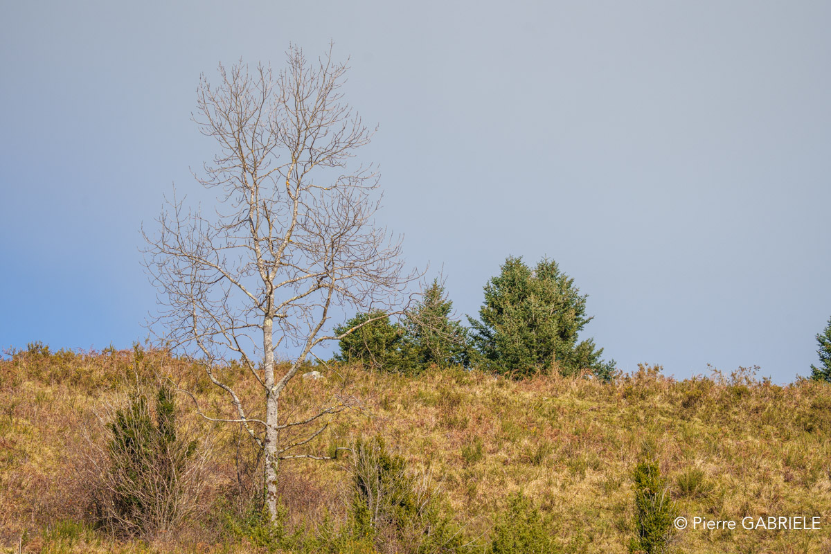 benou--a74_01409.jpg