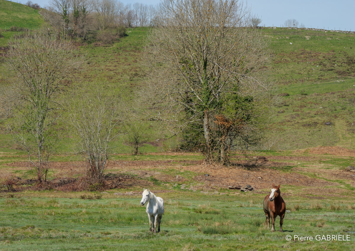 benou-gh6_4886.jpg
