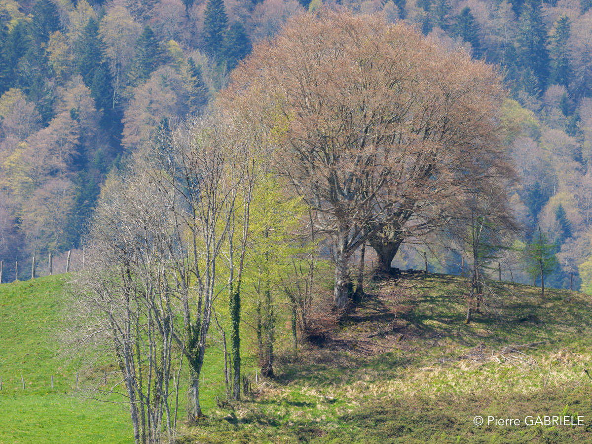 benou-gh7_0704.jpg