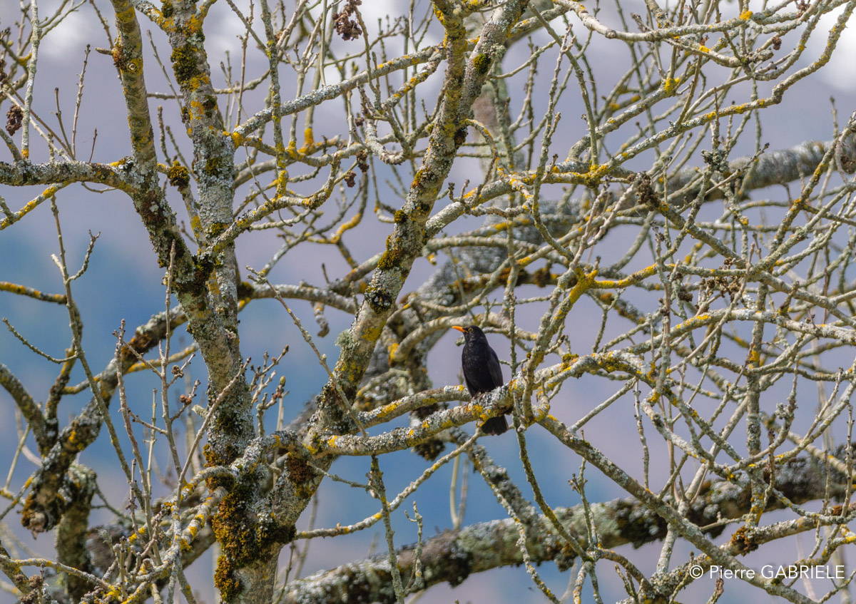 benou-gh7_0714.jpg