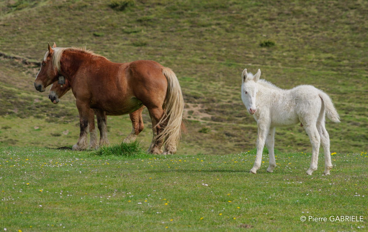 chevaux-gh6_4938.jpg