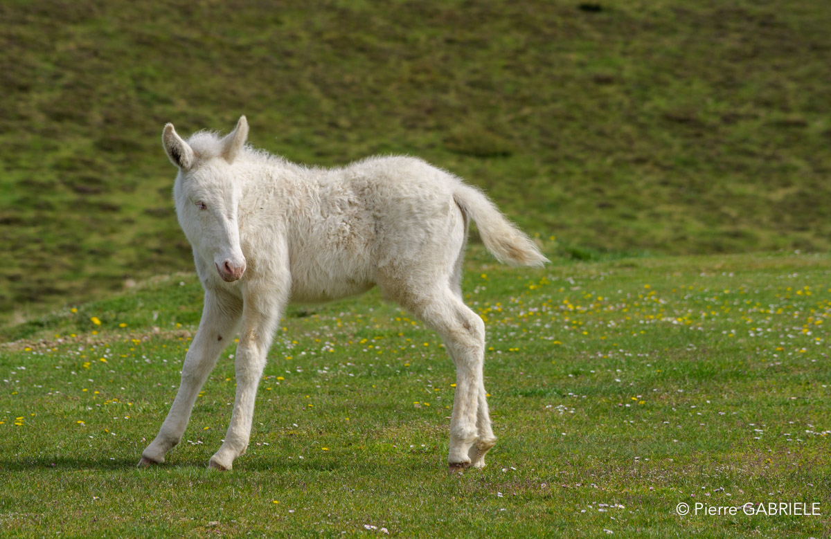 chevaux-gh6_4939.jpg