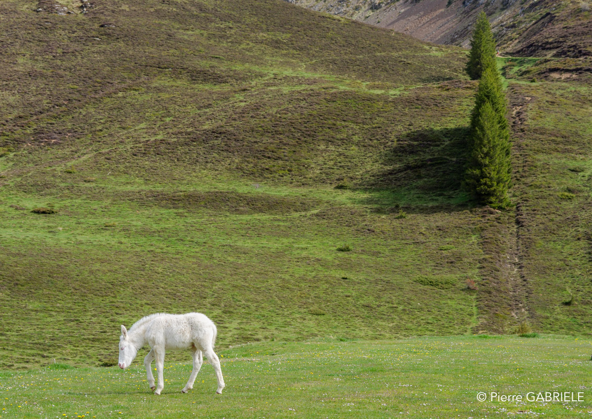 chevaux-gh6_4940.jpg