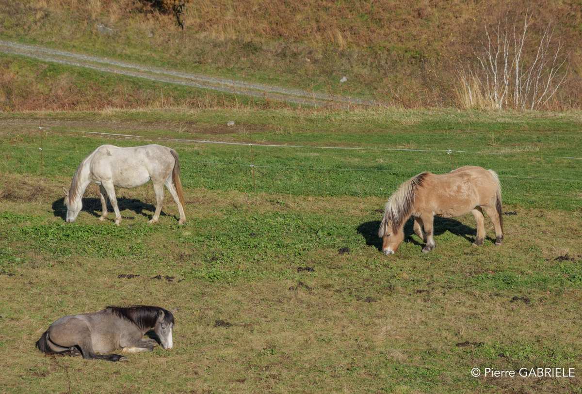 chevaux-gh7_3278.jpg