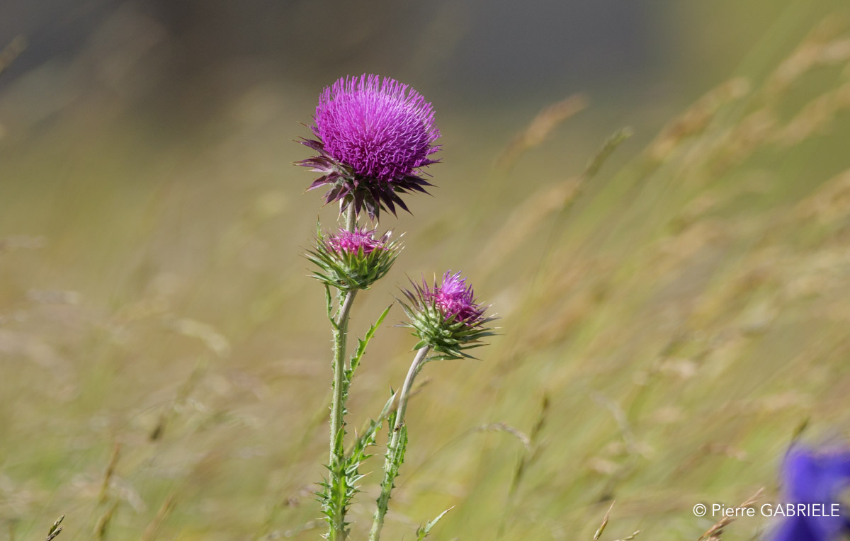 lepourtalet-chardon-gh7_2228.jpg