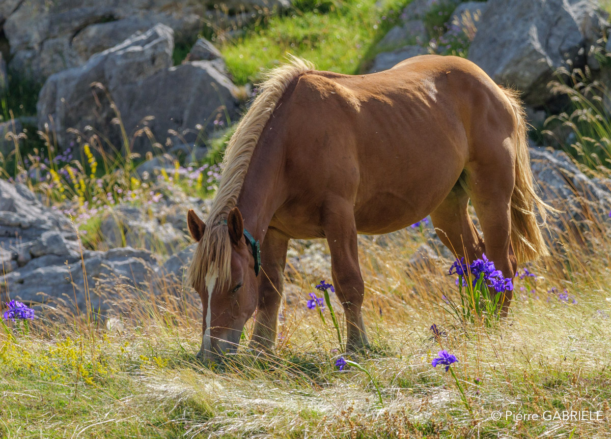 lepourtalet-cheval-gh7_2227.jpg