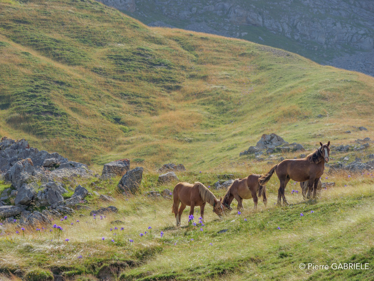 lepourtalet-chevaux-gh6_5694.jpg