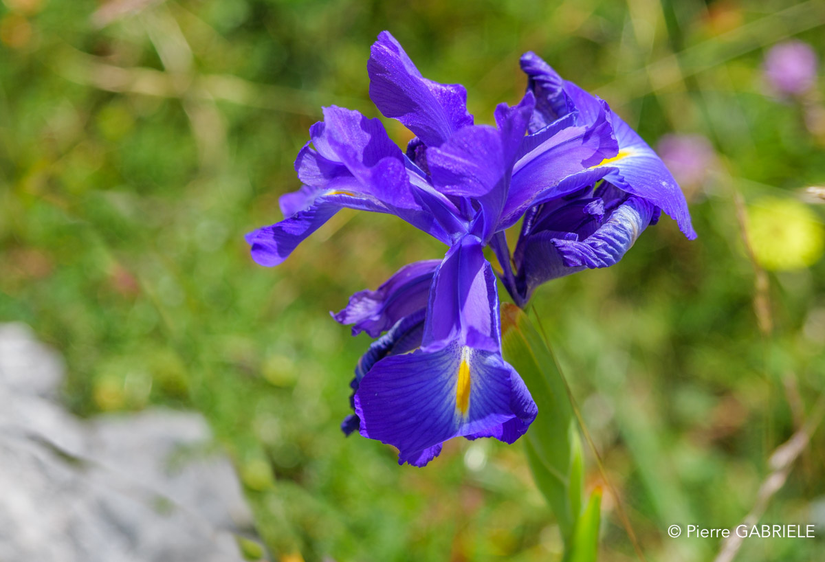 lepourtalet-iris-gh6_5700.jpg