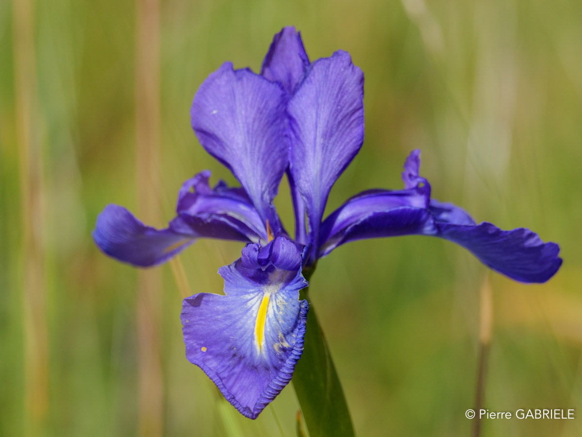 lepourtalet-iris-gh7_2270.jpg