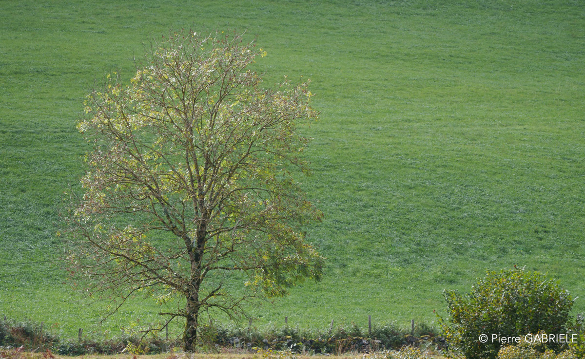 lescun-a74_00755.jpg