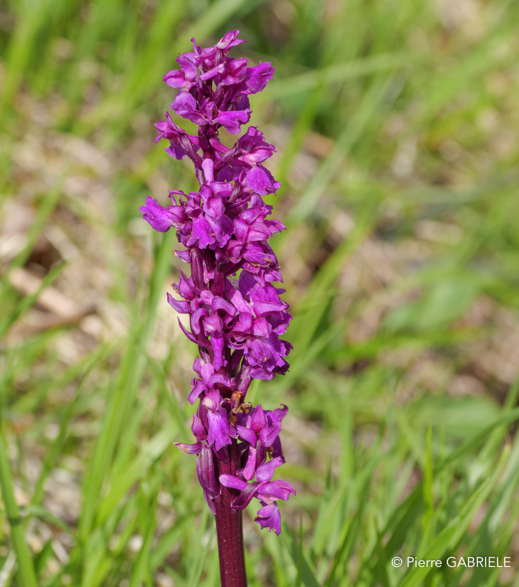orchis-gh6_5222.jpg