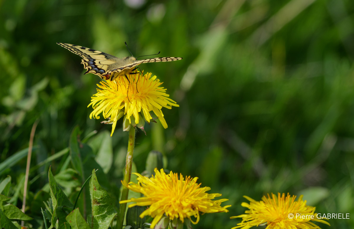 papillon-gh6_4912.jpg