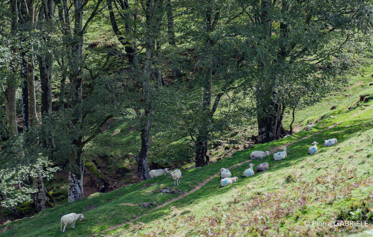 pays-basque-a74_0311.jpg