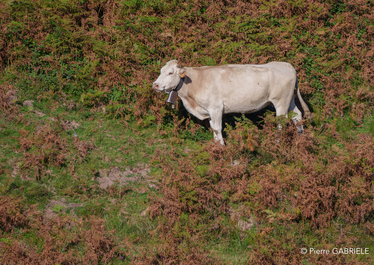 pierre-st-martin-a74_00415.jpg