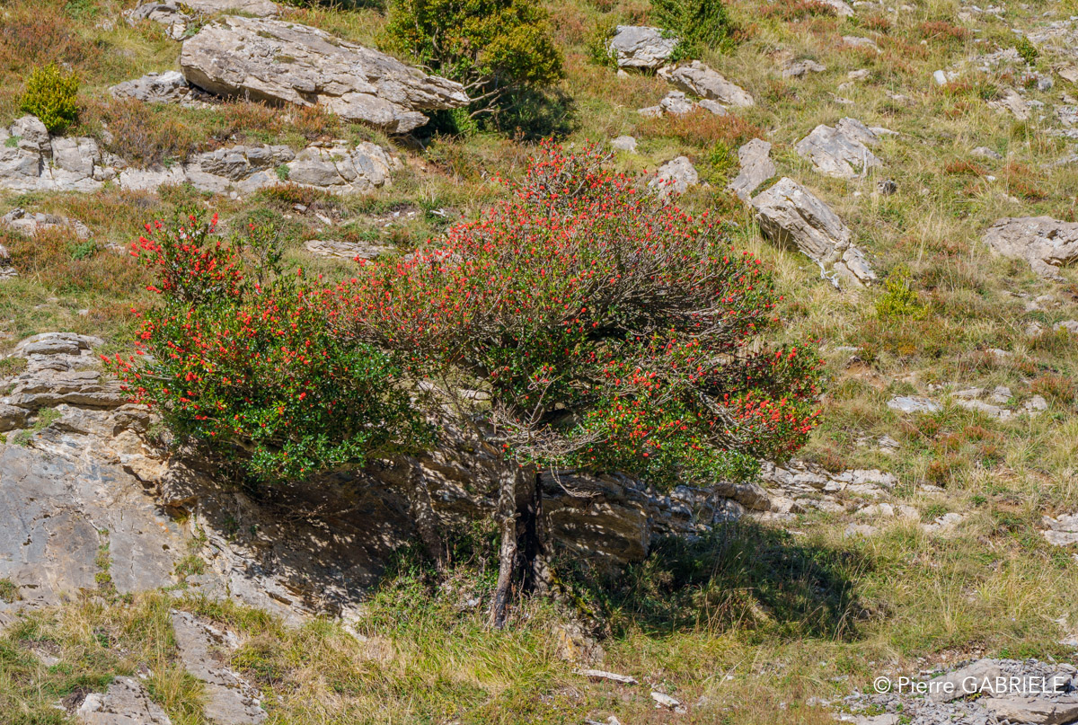 soulor-A74_01046.jpg