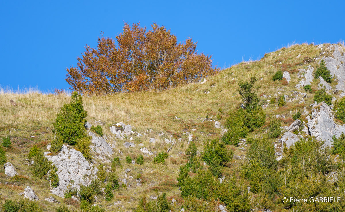 soulor-A74_01047.jpg
