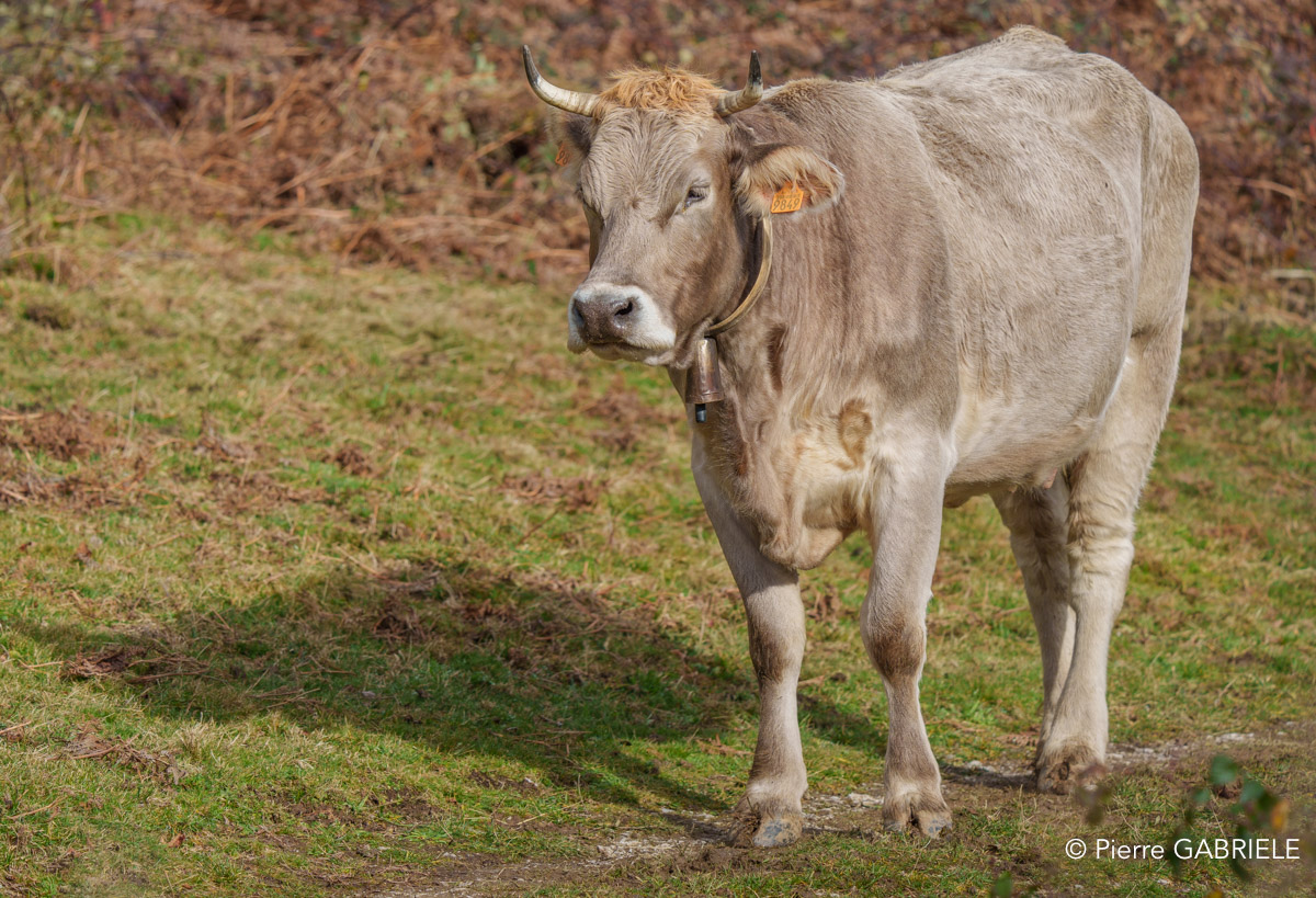 vache-benou--a74_01390.jpg