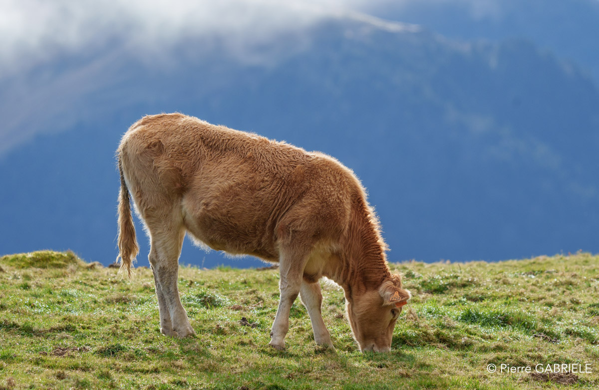 vache-benou--a74_01408.jpg