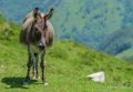 anes-gh6_5566