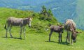 anes-gh6_5567