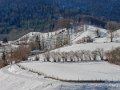 benou-gh6_4718