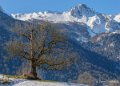 benou-gh6_4814