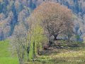 benou-gh7_0704