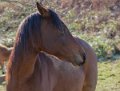 cheval-gh7_3258