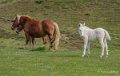 chevaux-gh6_4938