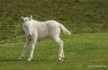 chevaux-gh6_4939