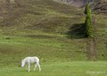 chevaux-gh6_4940