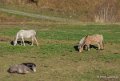 chevaux-gh7_3278
