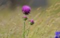 lepourtalet-chardon-gh7_2228
