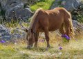 lepourtalet-cheval-gh7_2227