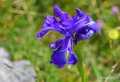 lepourtalet-iris-gh6_5700