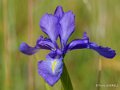 lepourtalet-iris-gh7_2270